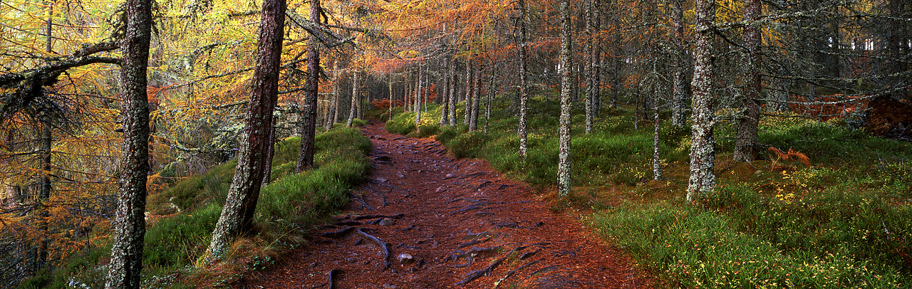 #050303-1 - Forest Path, Glen Garry, Tayside Region, Scotland