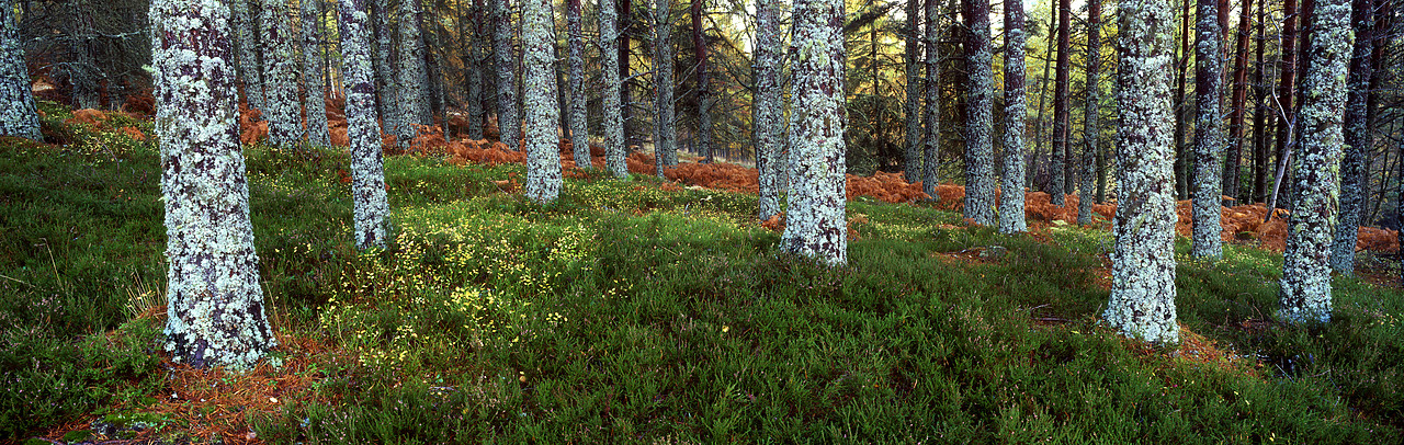 #050304-1 - Lichen covered Pine Trees, Glen Garry, Tayside Region, Scotland