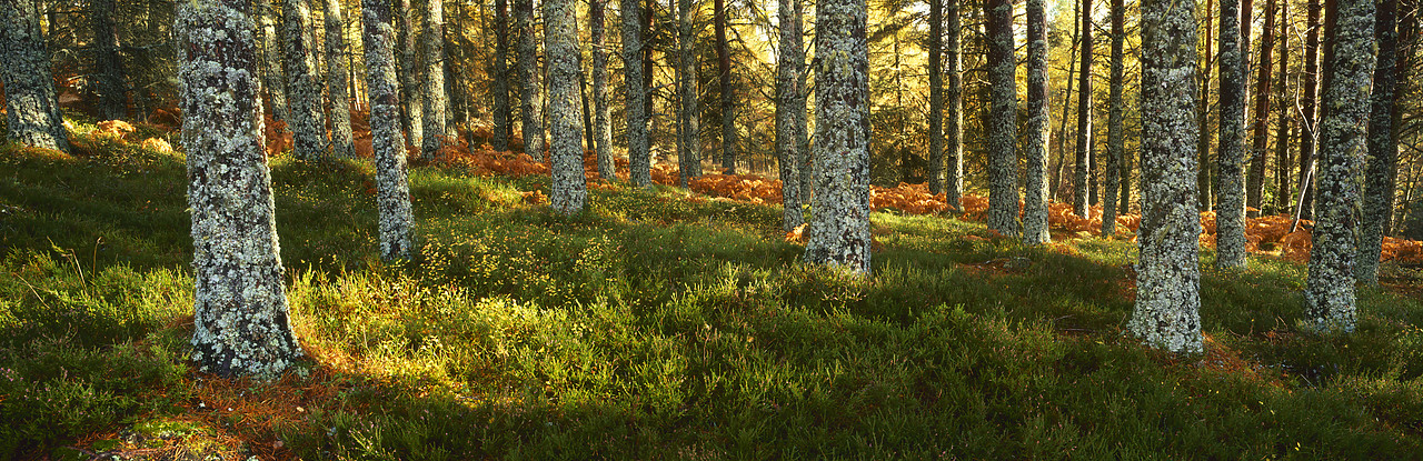 #050305-1 - Lichen-covered Pine Trees, Glen Bruar, Tayside Region, Scotland