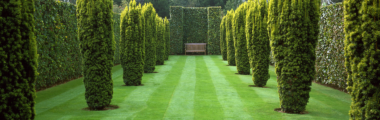 #050317-1 - Sculptured Hedges & Bench in Old Vicarage Garden, East Ruston, Norfolk, England