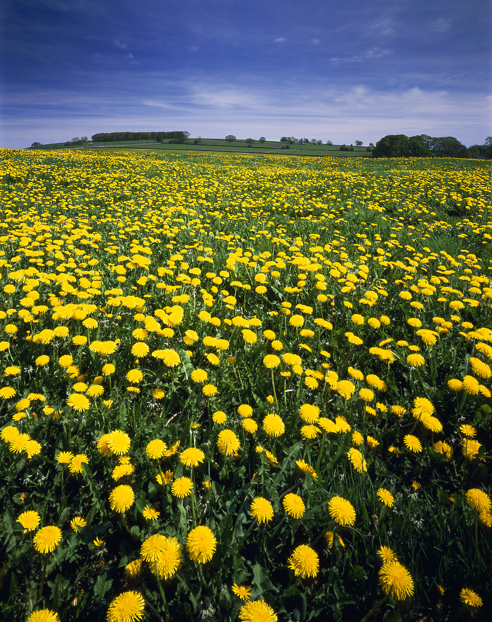 #060026-2 - Field of Dandelion, Peak District National Park, Derbyshire, England