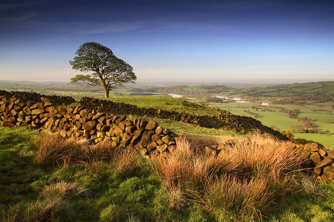 #060137-1 - Tree & Stone Wall, near The Roaches, Peak District National Park, Derbyshire, England