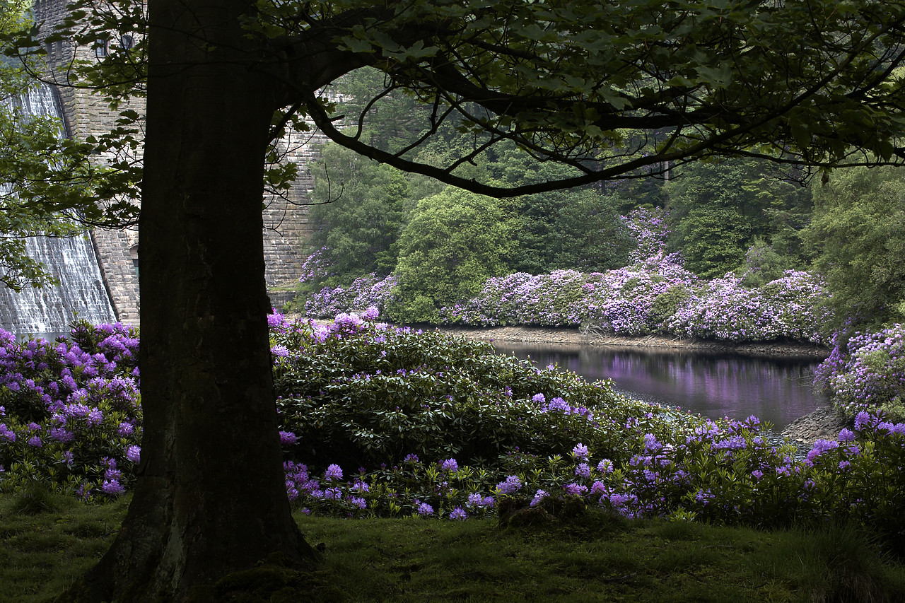 #060141-1 - Tree framing Rhododenrons below Howden Dam, Peak District National Park, Derbyshire, England