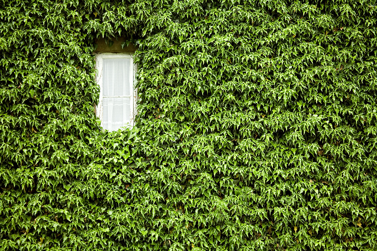 #060142-1 - Ivy-covered Wall & Window, Tissington, Peak District National Park, Derbyshire, England