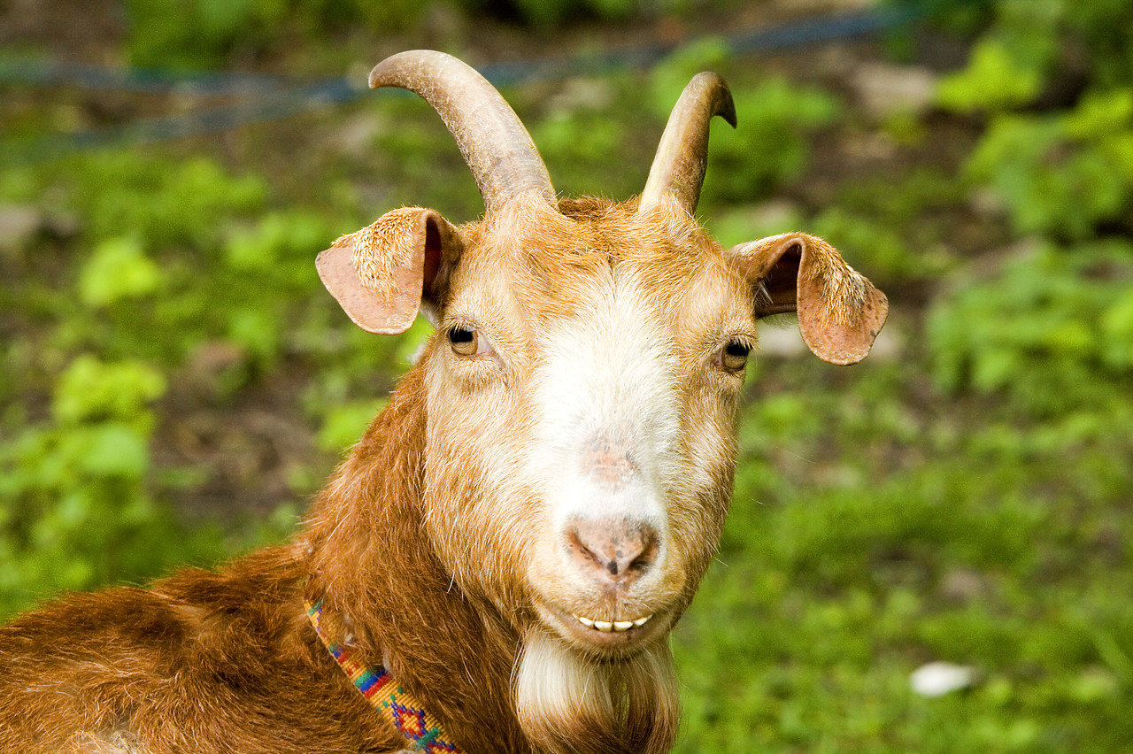 #060143-1 - Goat Close-up, Tissington, Peak District National Park, Derbyshire, England