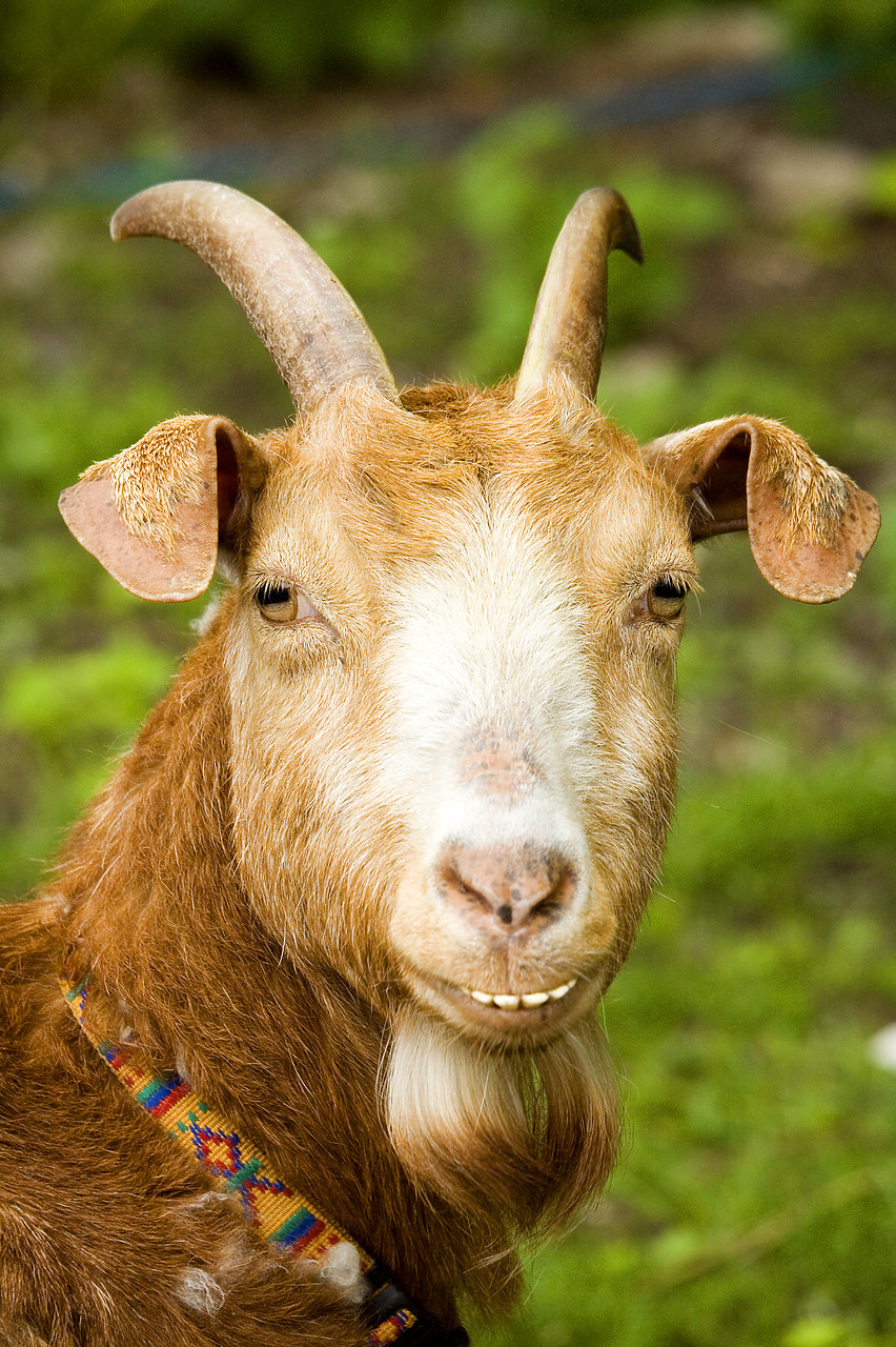#060143-2 - Goat Close-up, Tissington, Peak District National Park, Derbyshire