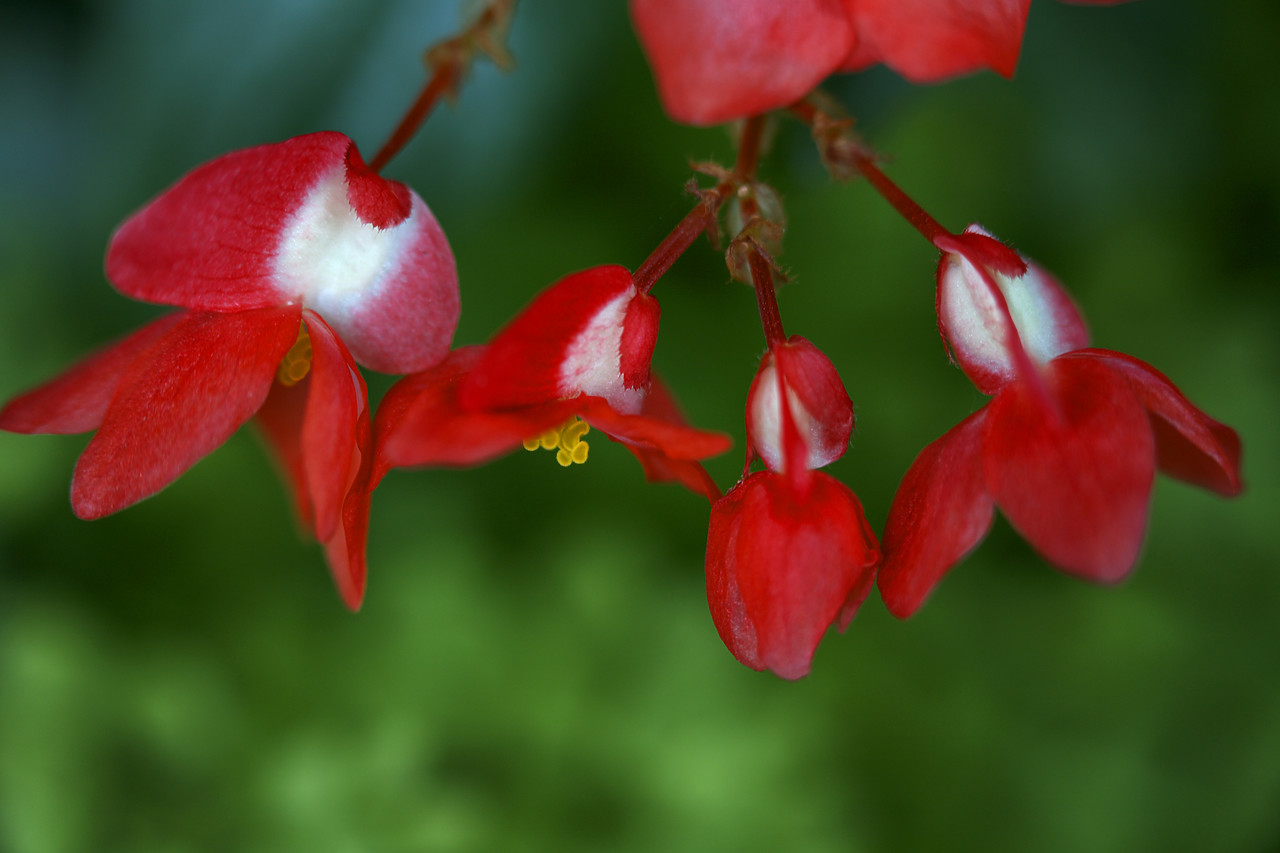 #060155-1 - Panicle of Begonia Flowers