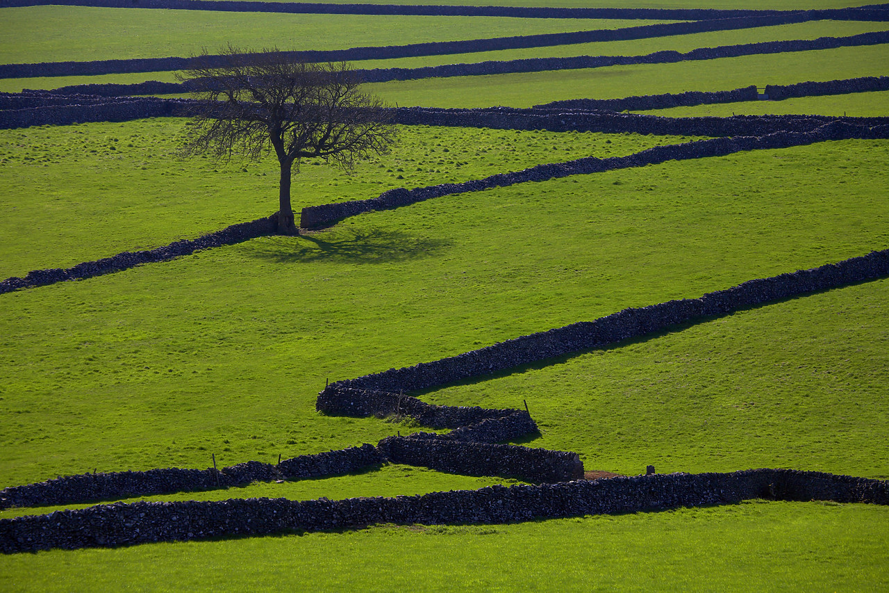 #060175-1 - Stone Walls & Tree, Peak District National Park, Derbyshire, England
