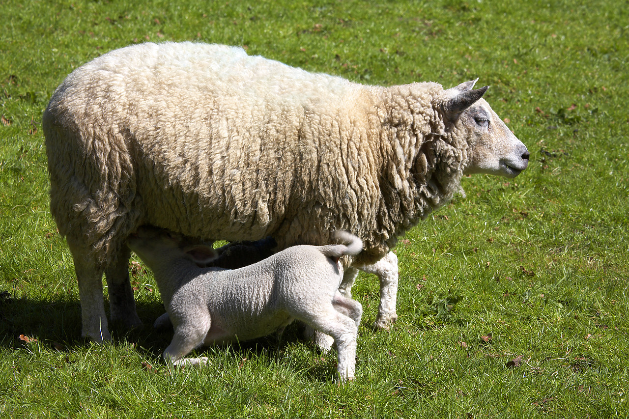 #060178-1 - Lamb feeding from Mother, Peak District National Park, Derbyshire, England