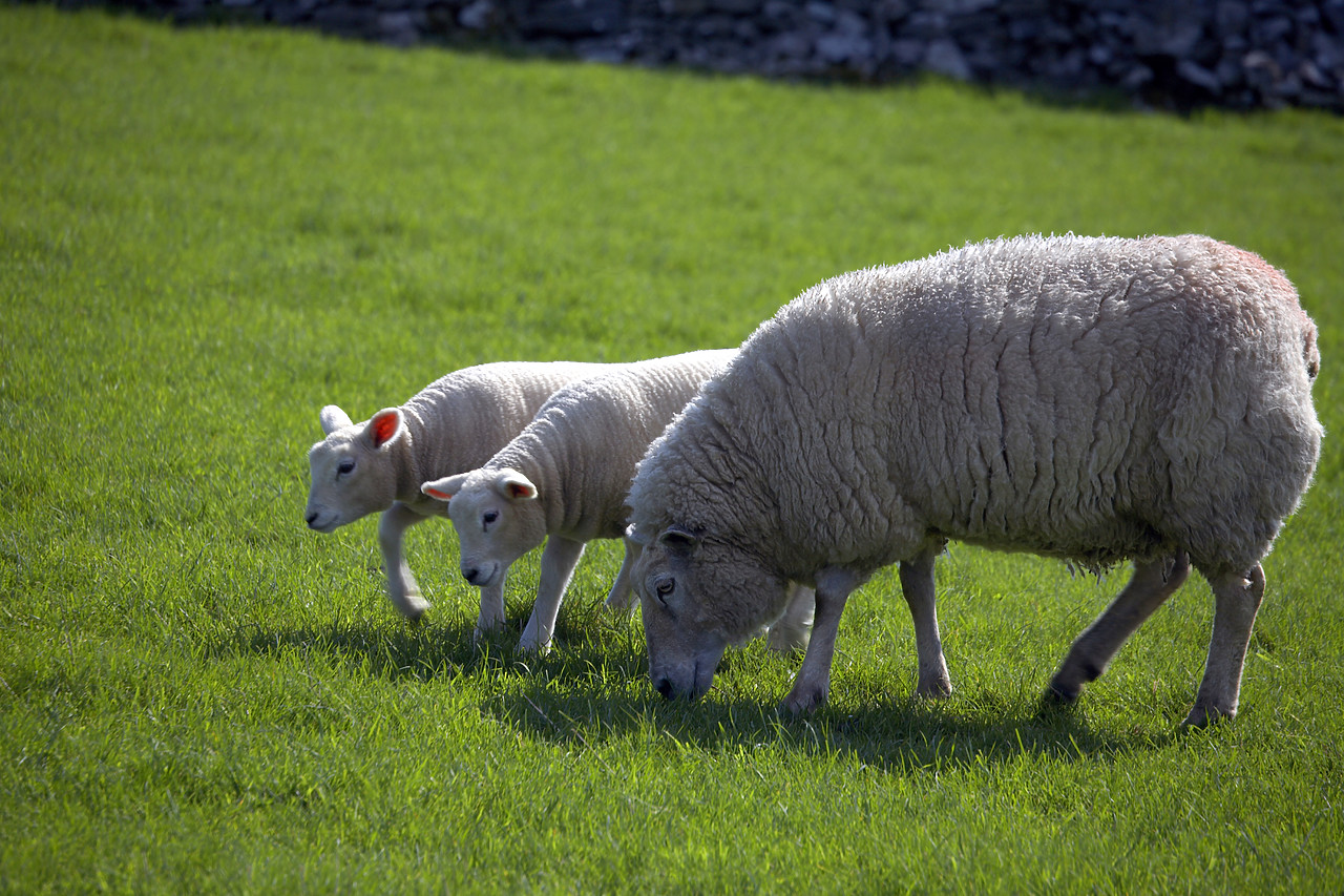 #060178-2 - Sheep with Lambs, Peak District National Park, Derbyshire, England