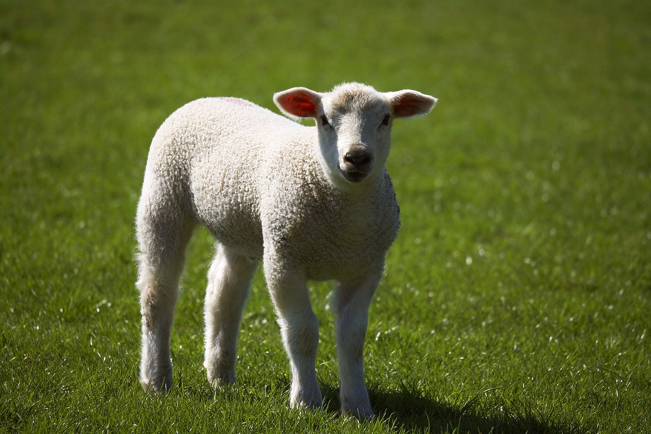 #060178-3 - Spring Lamb, Peak District National Park, Derbyshire, England