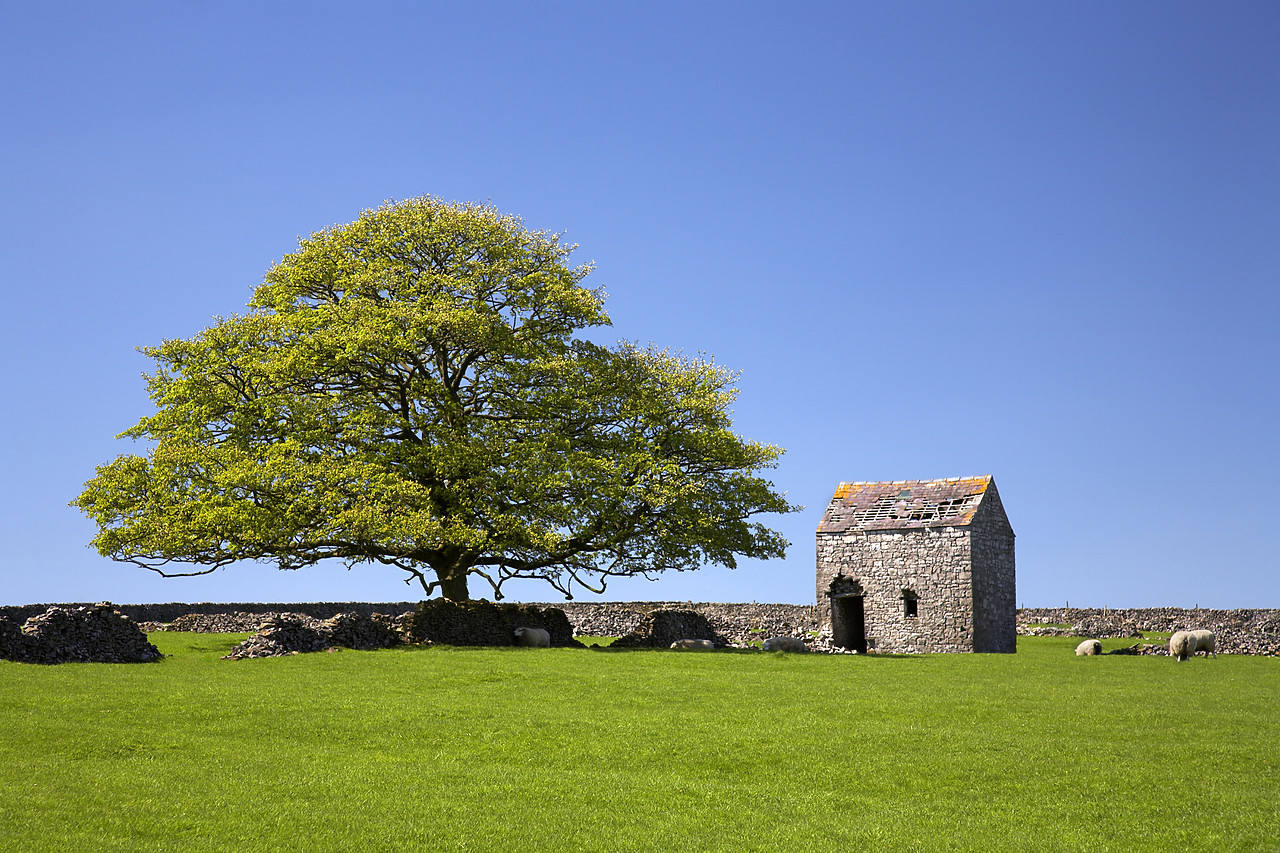 #060179-1 - Oak Tree & Stone Barn, Tideswell, Peak District National Park, Derbyshire, England