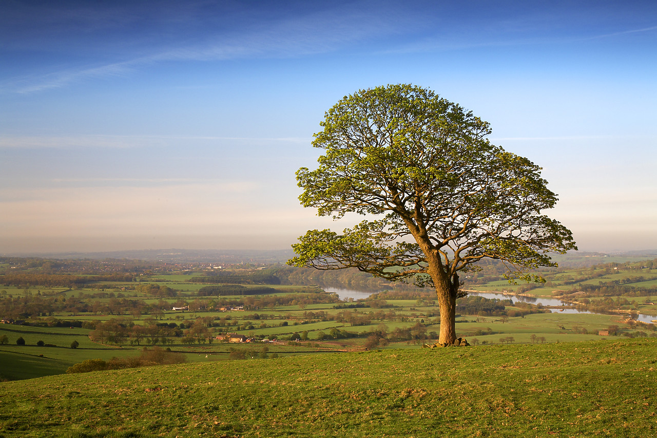 #060186-1 - Lone Tree in Field, near The Roaches, Peak District National Park, Derbyshire, England