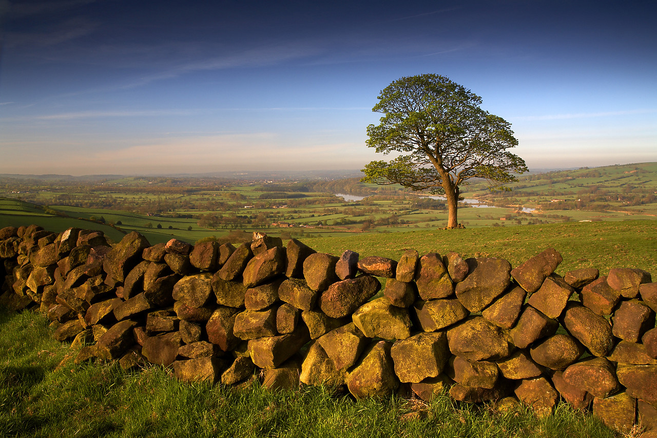 #060190-1 - Stone Wall & Tree, near The Roaches, Peak District National Park, Derbyshire, England