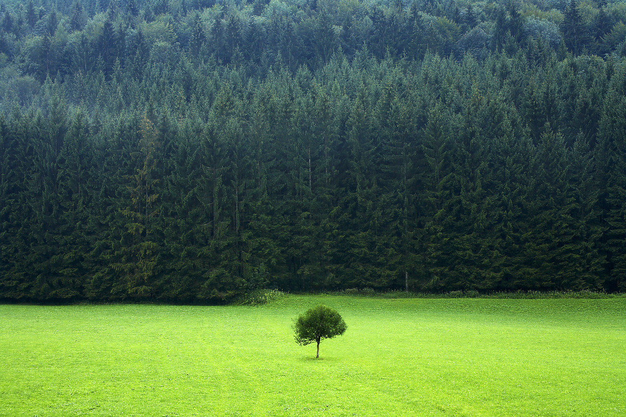 #060197-1 - Lone Tree in Field, Austria