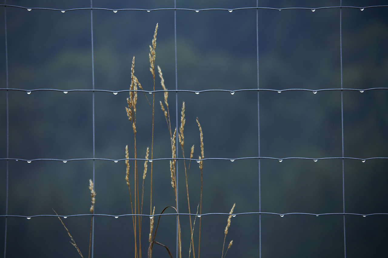 #060198-1 - Grasses with Water Droplets on Fence, Austria