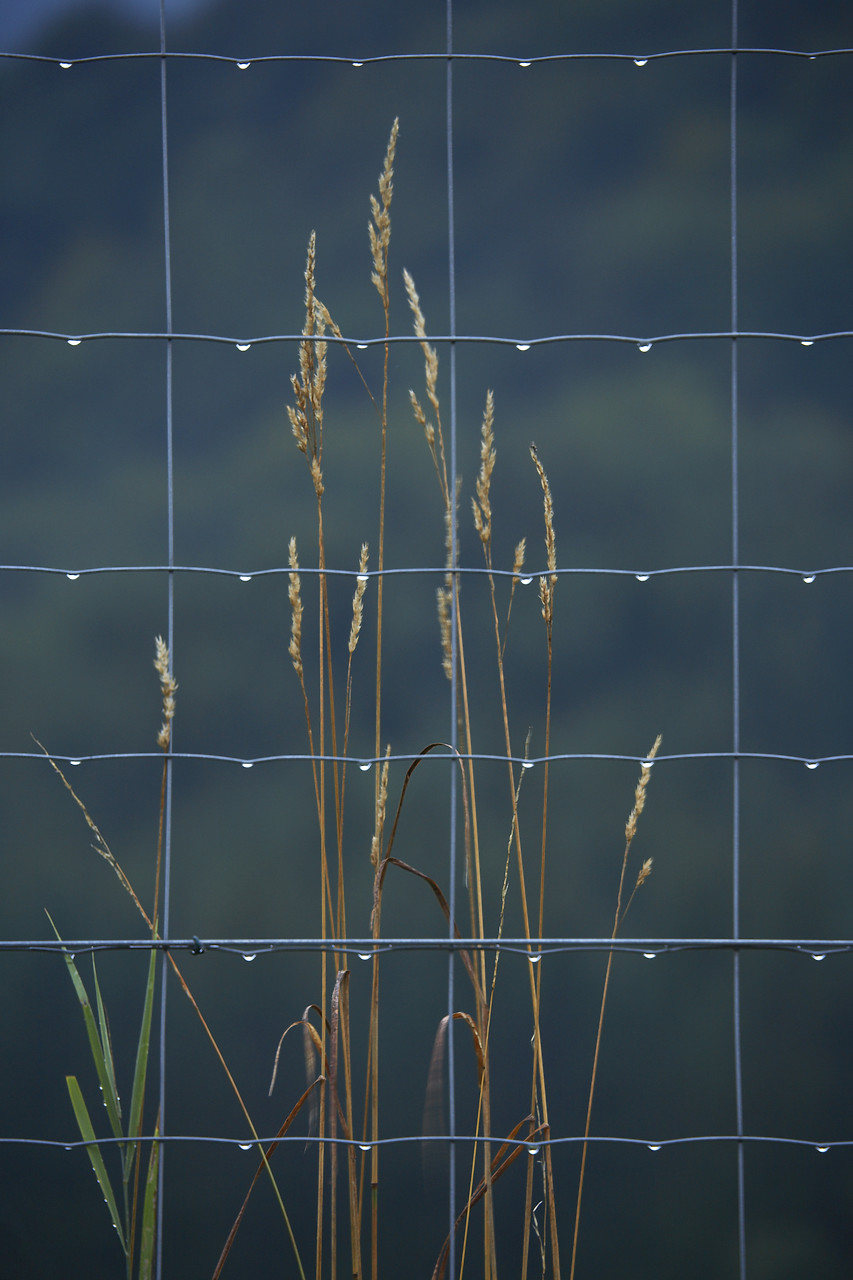 #060198-2 - Grasses with Water Droplets on Fence, Austria