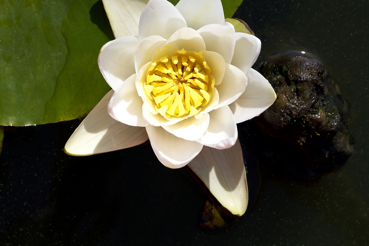 #060206-2 - Water Lily, Norfolk Broads National Park, Norfolk, East Anglia, England