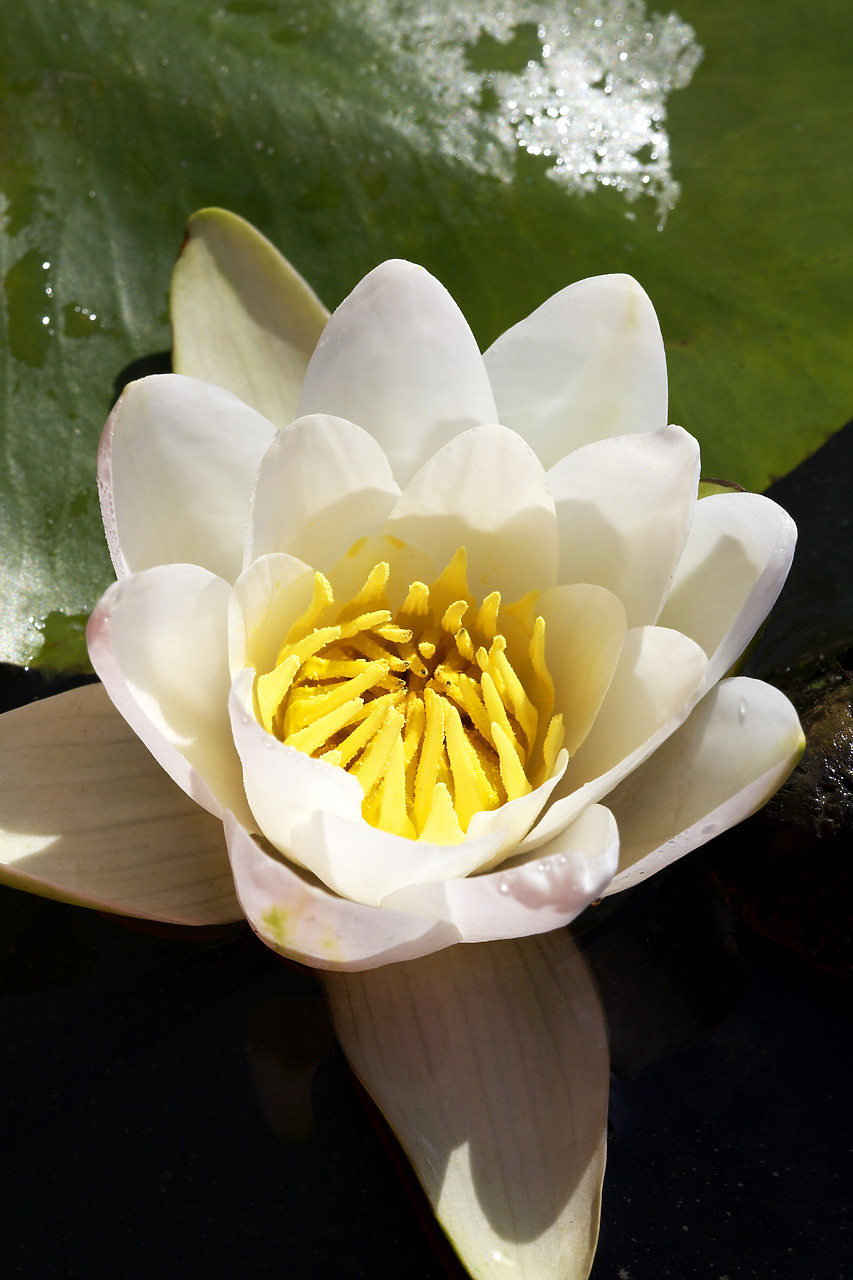 #060206-3 - Water Lily, Norfolk Broads National Park, Norfolk, East Anglia, England