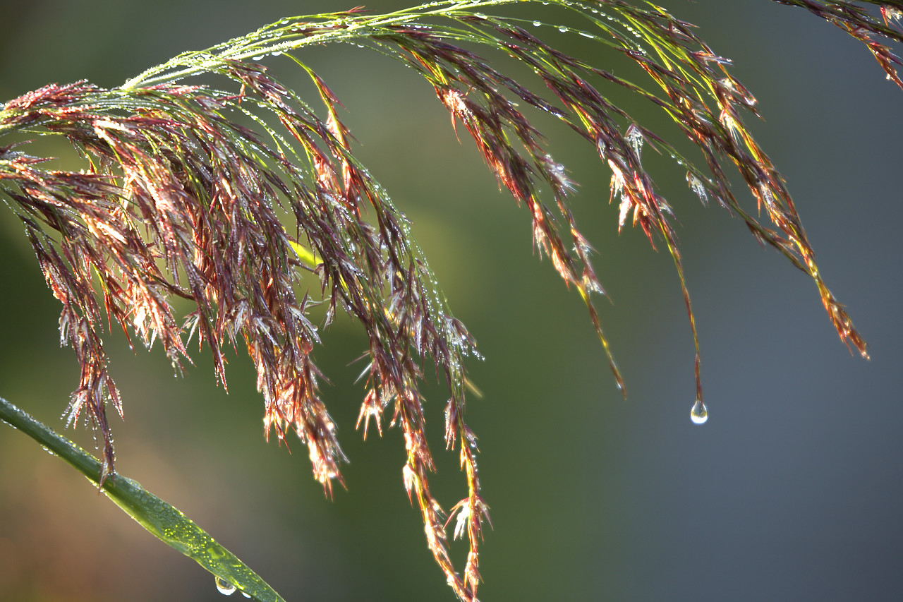 #060211-1 - Dew Drop on Marsh Grass, Norfolk Broads National Park, Norfolk, East Anglia, England