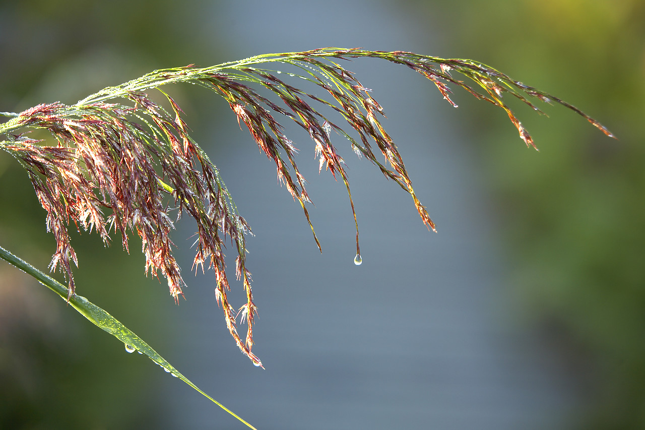 #060211-2 - Dew Drop on Marsh Grass, Norfolk Broads National Park, Norfolk, East Anglia, England