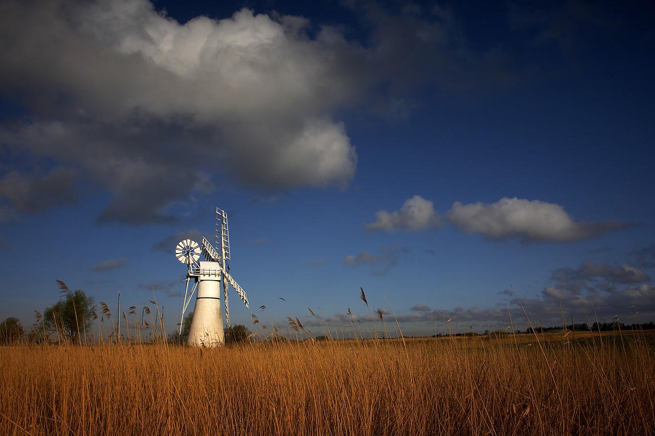 #060220-1 - Thurne Mill in Reedbed, Norfolk Broads National Park, Norfolk, England