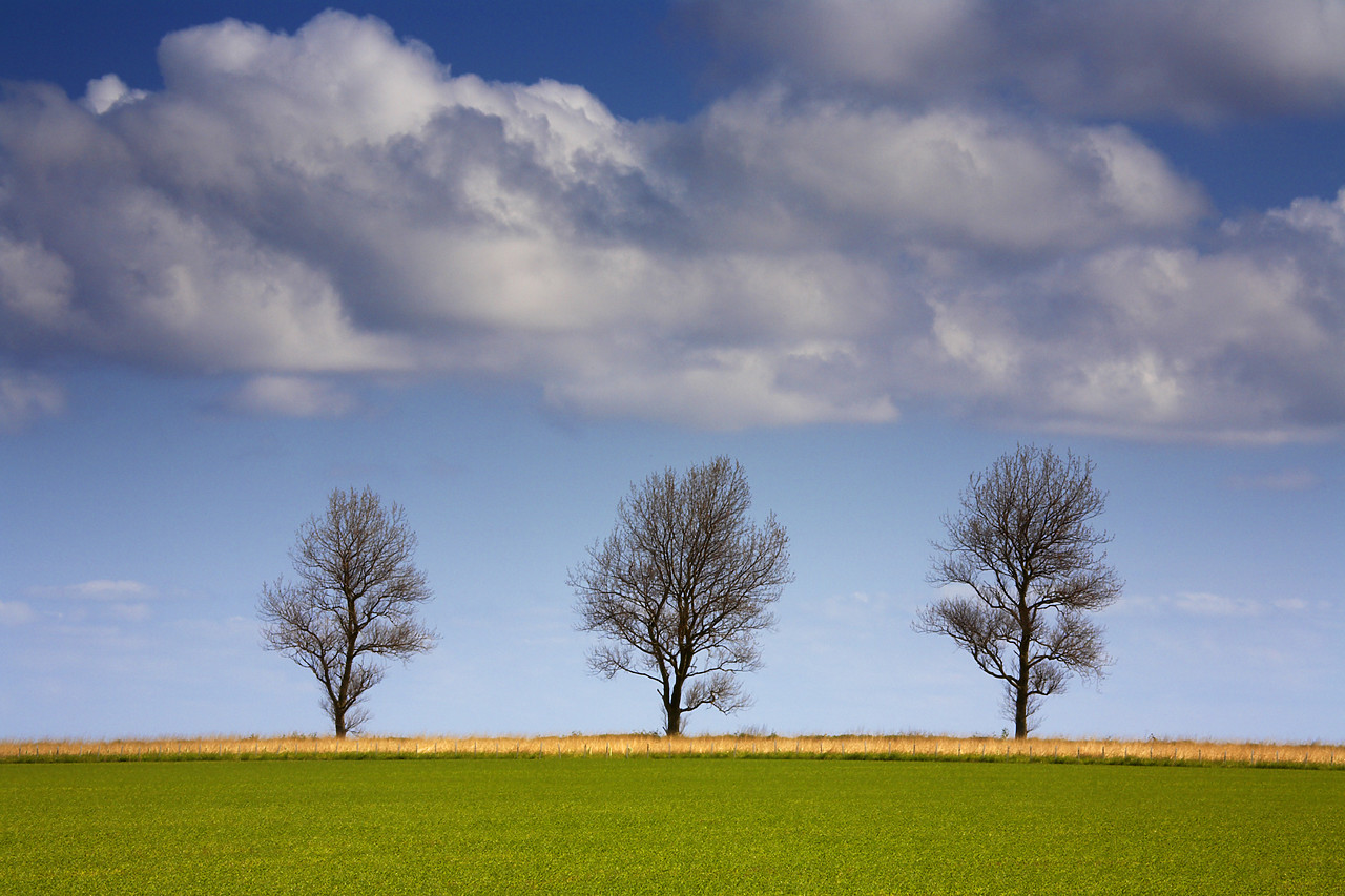 #060228-1 - Three Trees, Norfolk, England