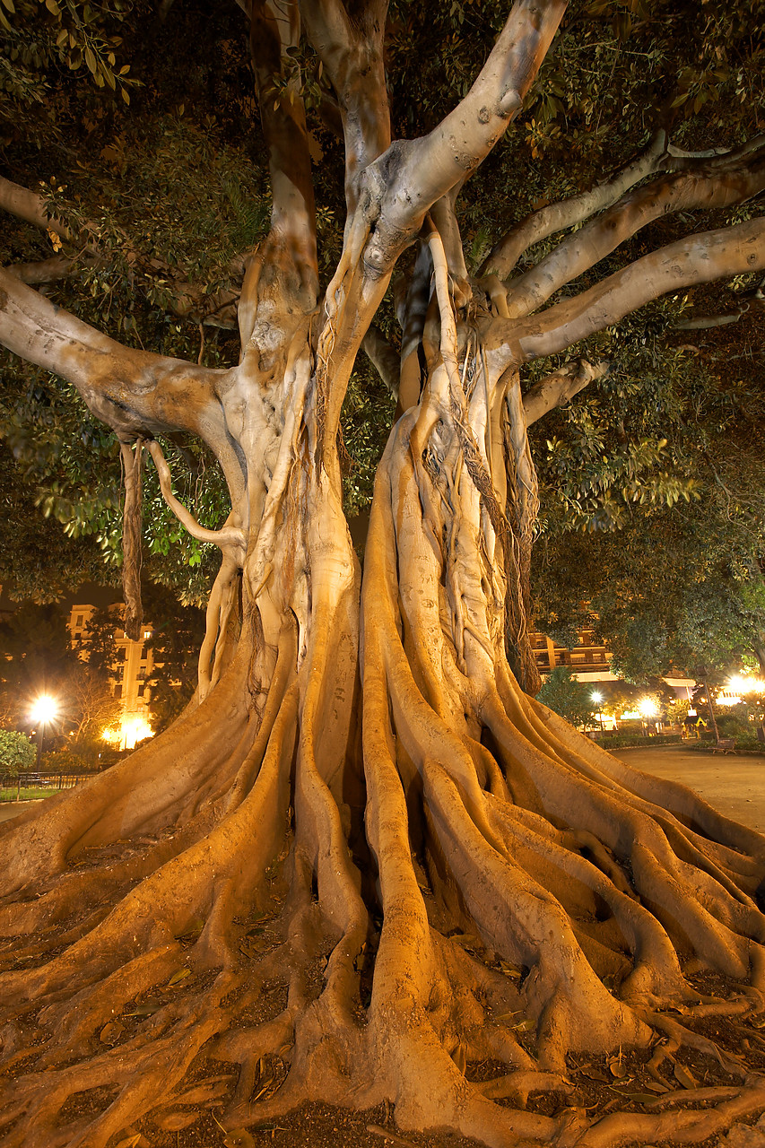 #060362-1 - Rubber Tree, Valencia, Spain