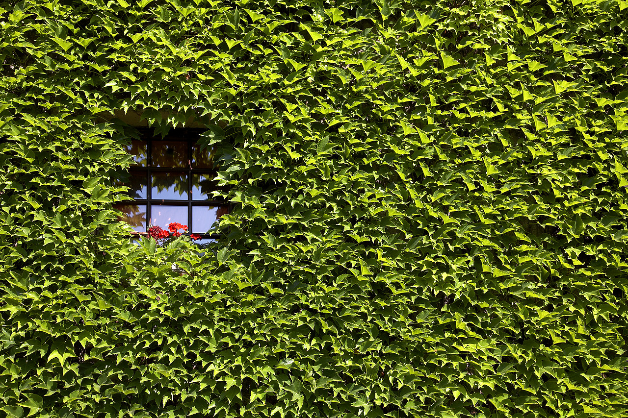 #060368-1 - Ivy-covered Wall & Window, Yvoire, Lake Geneva, France