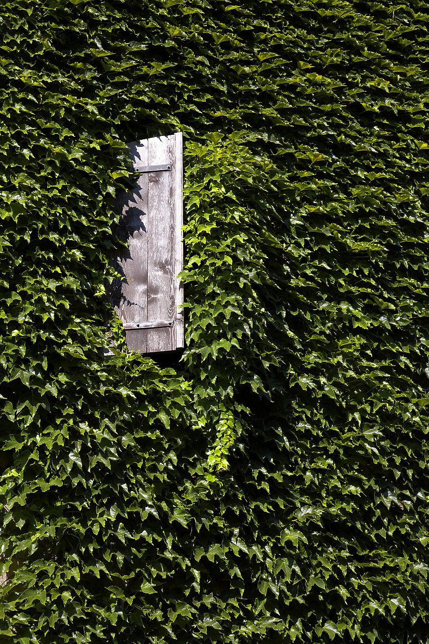 #060369-1 - Ivy-covered Wall & Window, Yvoire, Lake Geneva, France