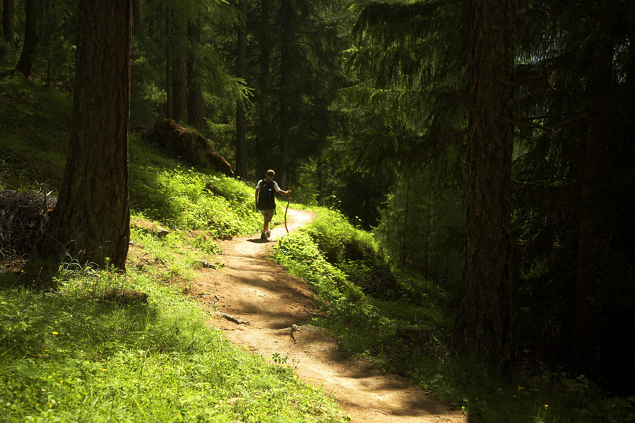#060381-1 - Hiker on Forest Trail, Zermatt, Switzerland