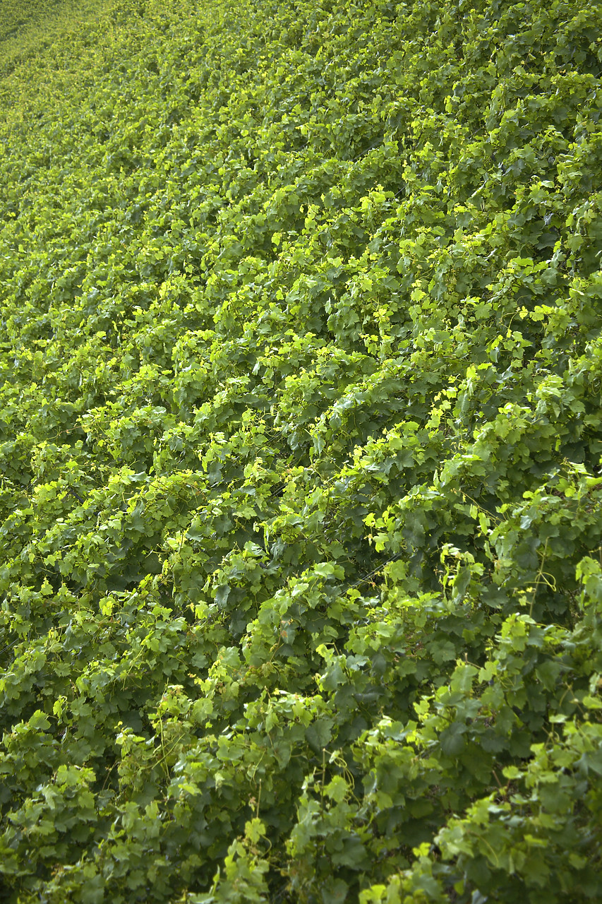 #060395-4 - Rows of Grape Vines, Switzerland