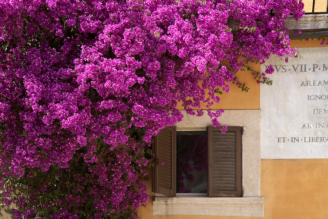 #060414-3 - Bougainvillea & Window, Rome, Italy