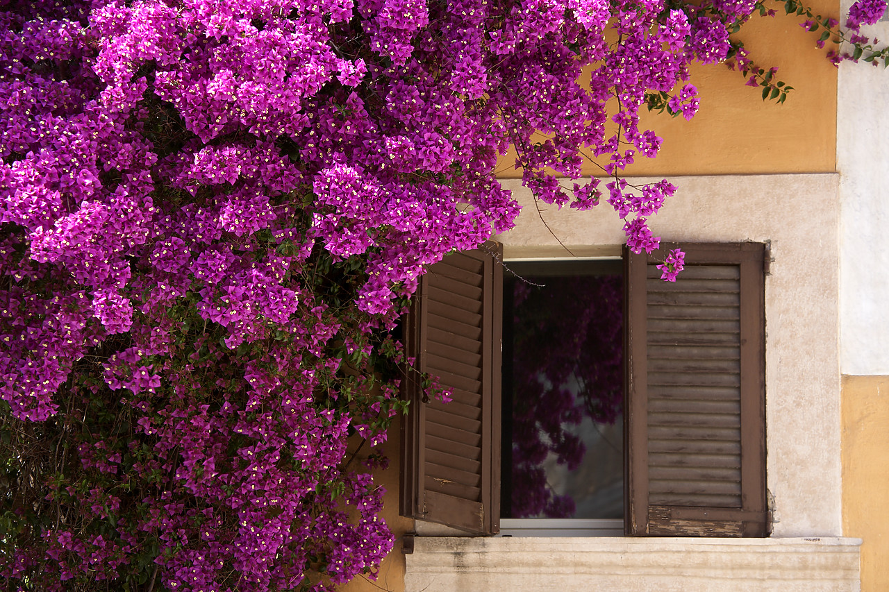 #060414-4 - Bougainvillea & Window, Rome, Italy