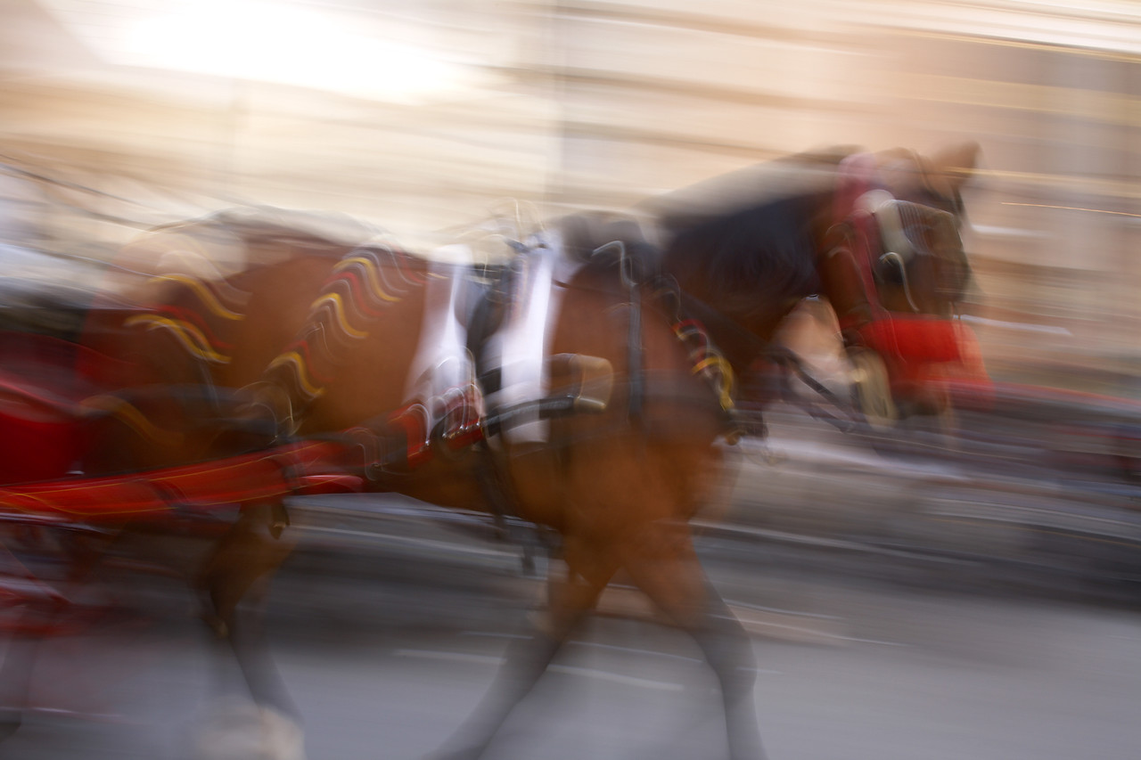 #060423-1 - Panned Image of Horse, Rome, Italy