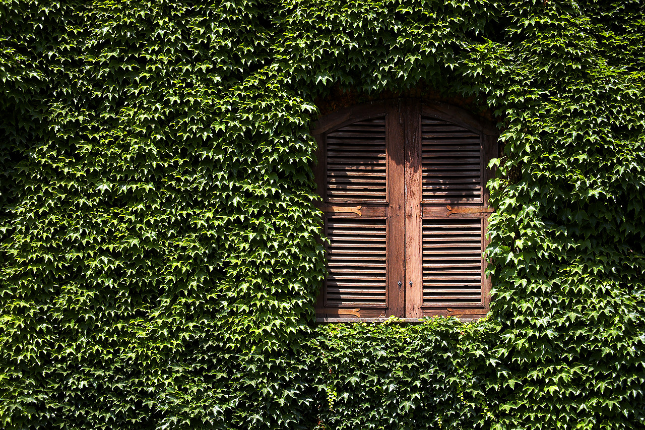 #060443-1 - Ivy-covered Wall & Window, Rome, Italy