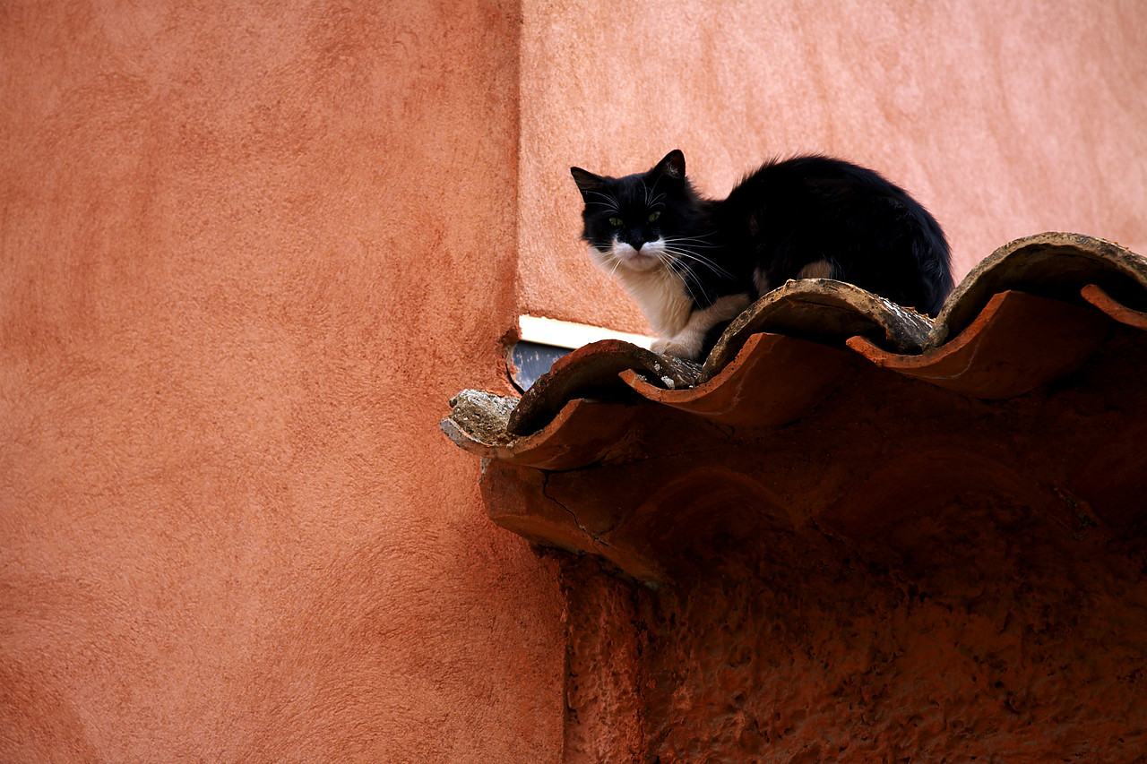 #060471-1 - Cat Sitting on Tiled Roof, Roussillon, Provence, France