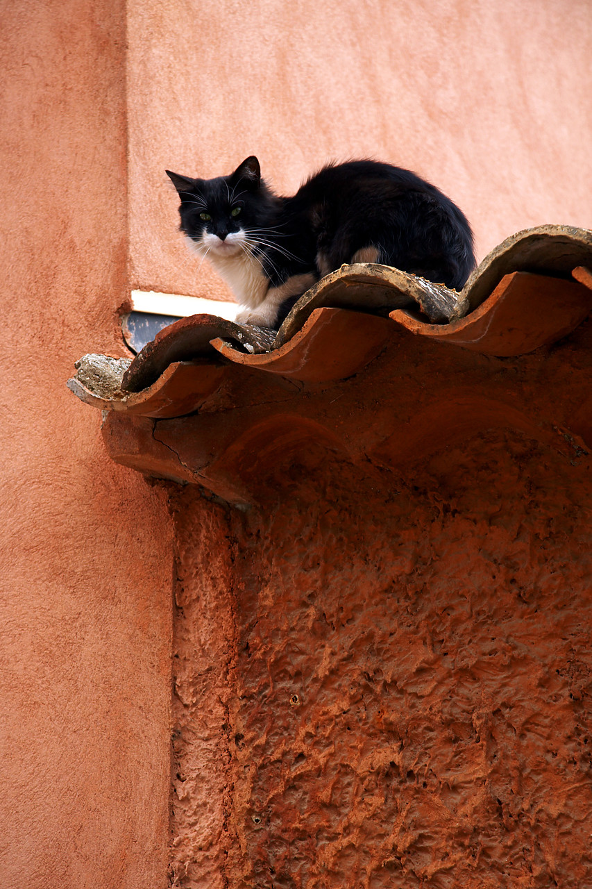 #060471-2 - Cat Sitting on Tiled Roof, Roussillon, Provence, France