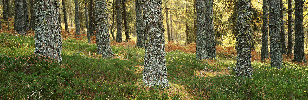 #060498-1 - Lichen-covered Pine Trees, Glen Bruar, Tayside Region, Scotland