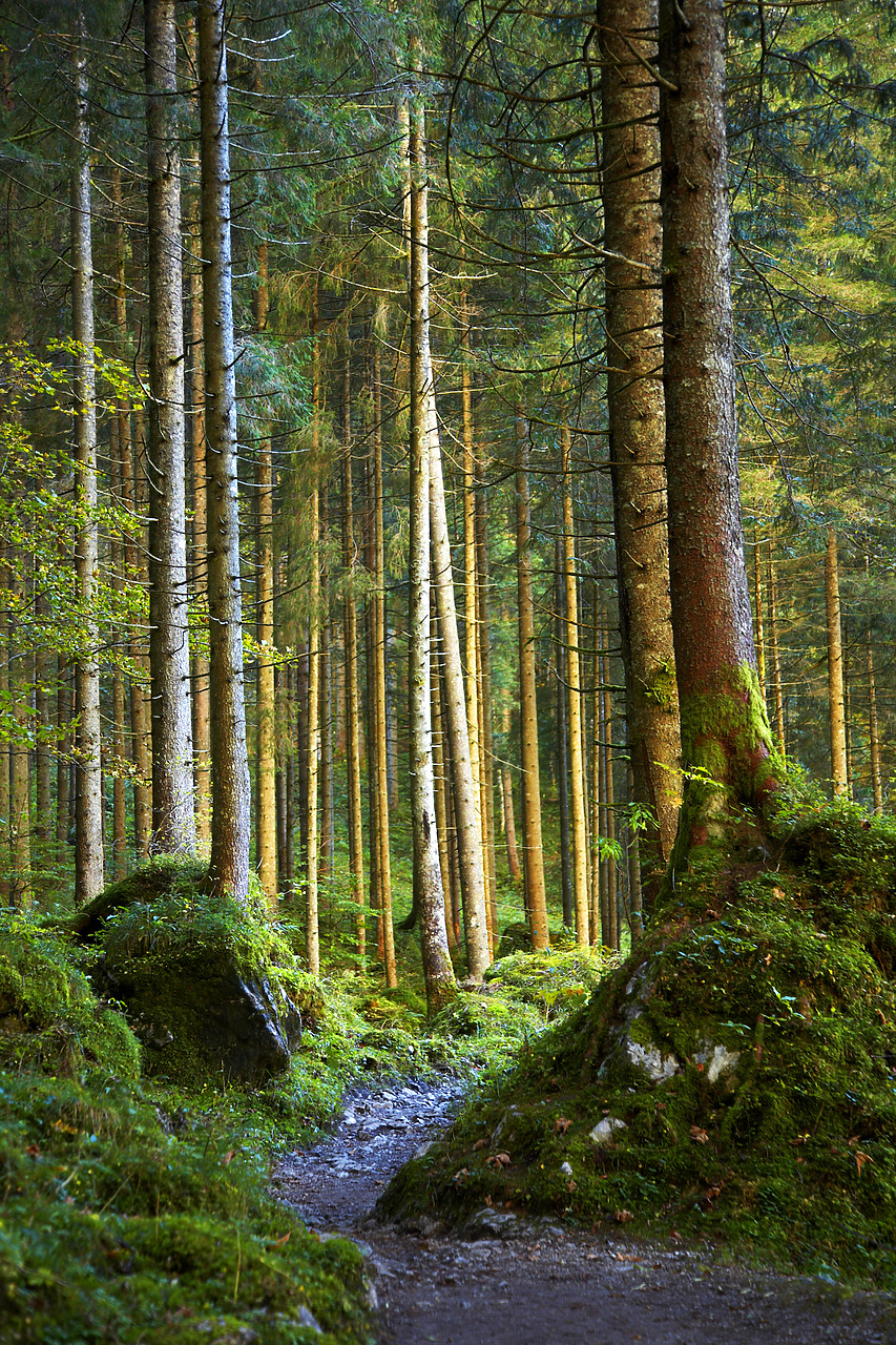 #060507-1 - Footpath through Pine Forest, near Konigsee, Berchtesgaden National Park, Germany