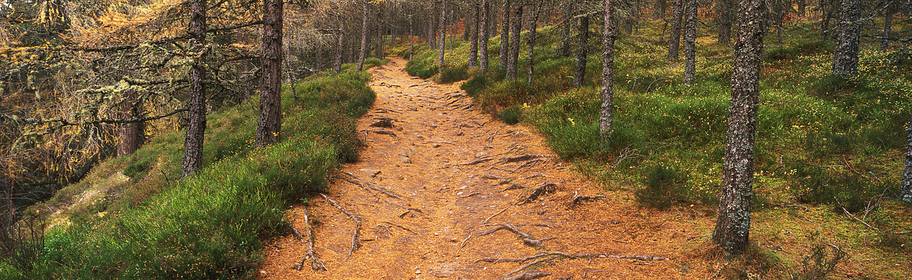 #060519-2 - Woodland Path, Glen Bruar, Tayside Region, Scotland