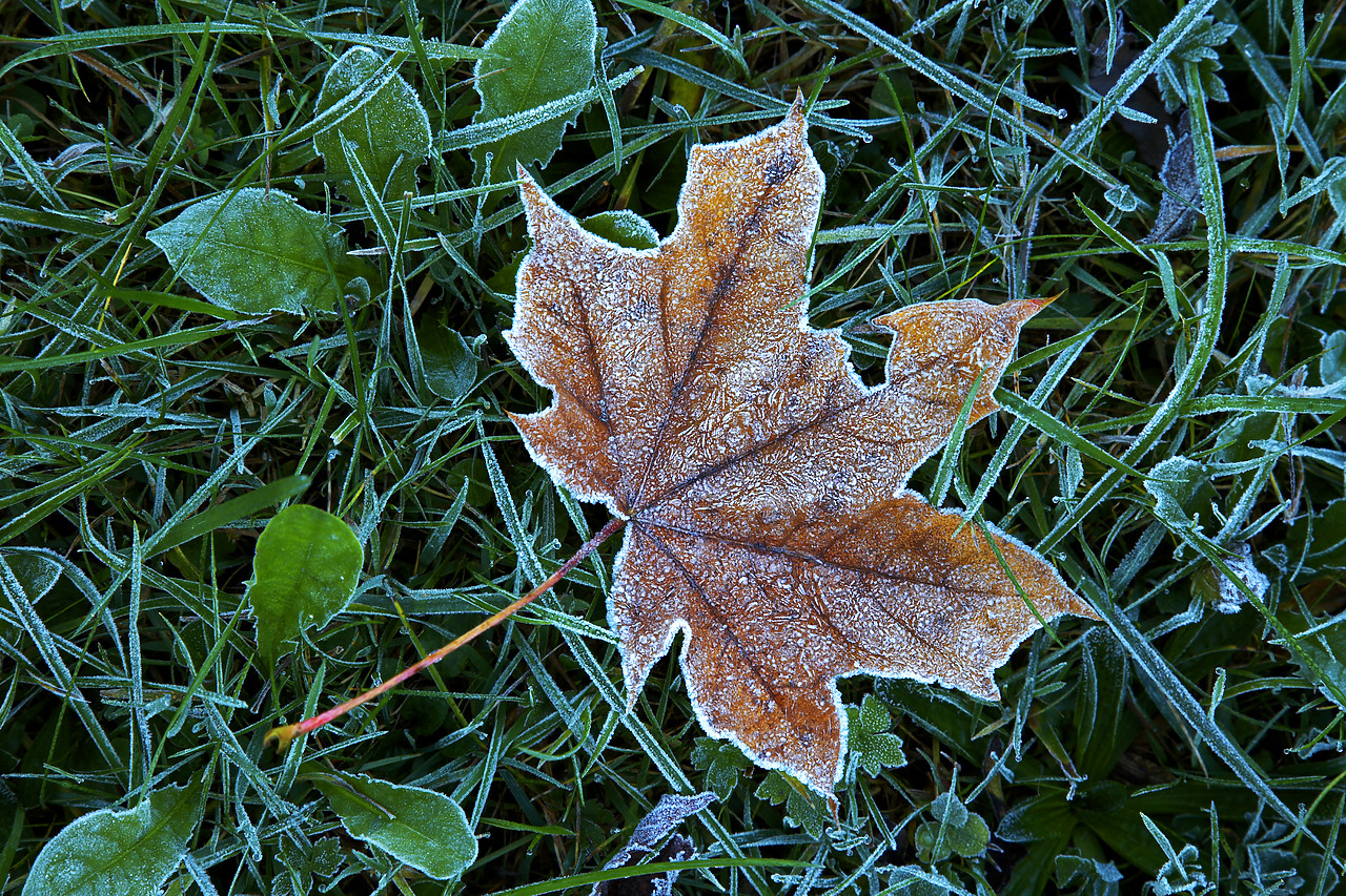 #060527-1 - Leaf in frost