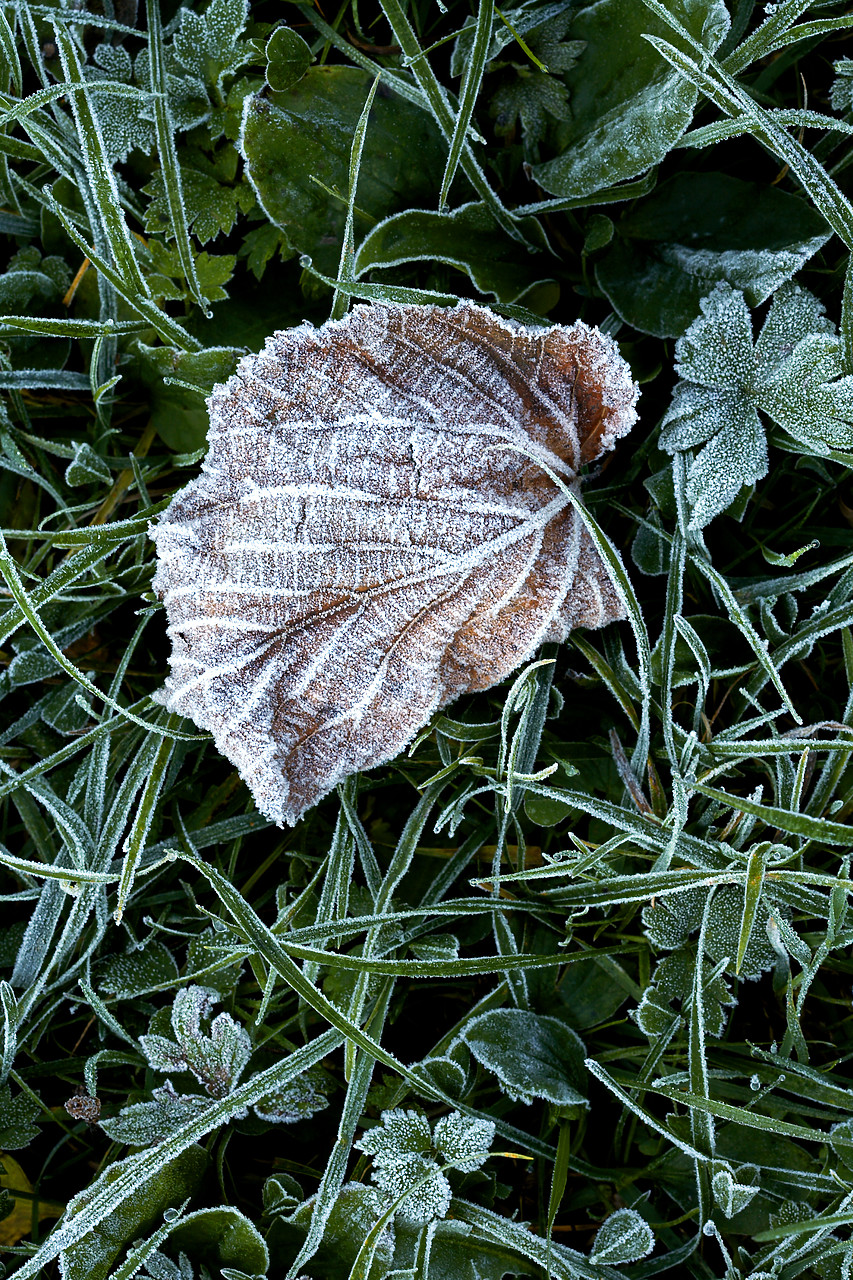 #060528-1 - Leaf in Frost