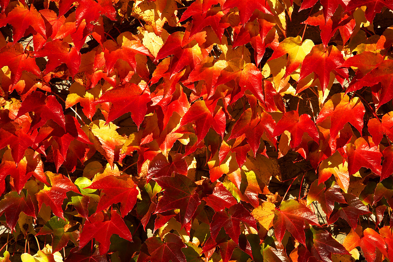 #060542-1 - Virginia Creeper in Autumn