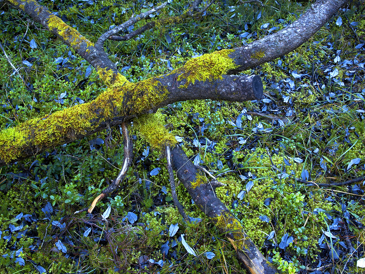 #060643-1 - Moss & Fallen Leaves