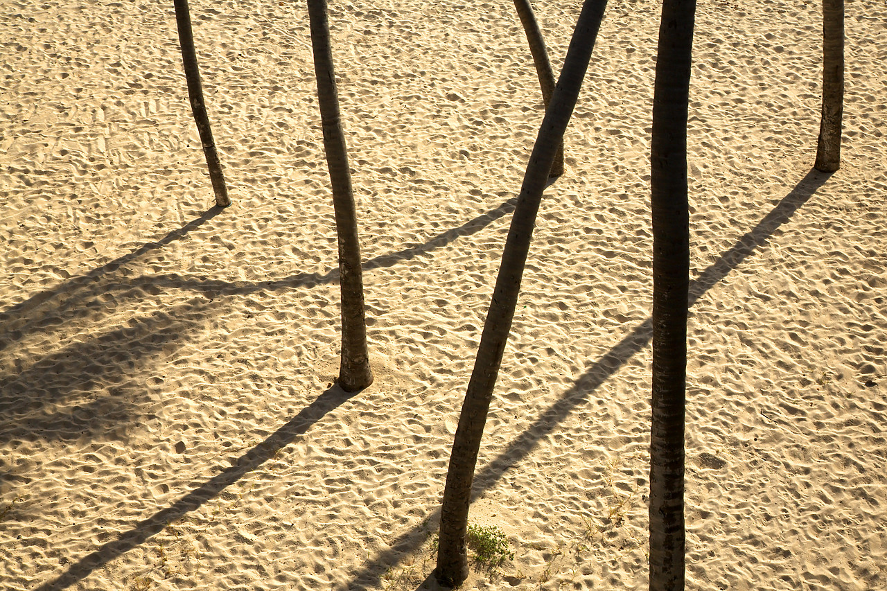 #060660-1 - Palm Tree Trunks and Shadows, Bottom Bay, Barbados, West Indies