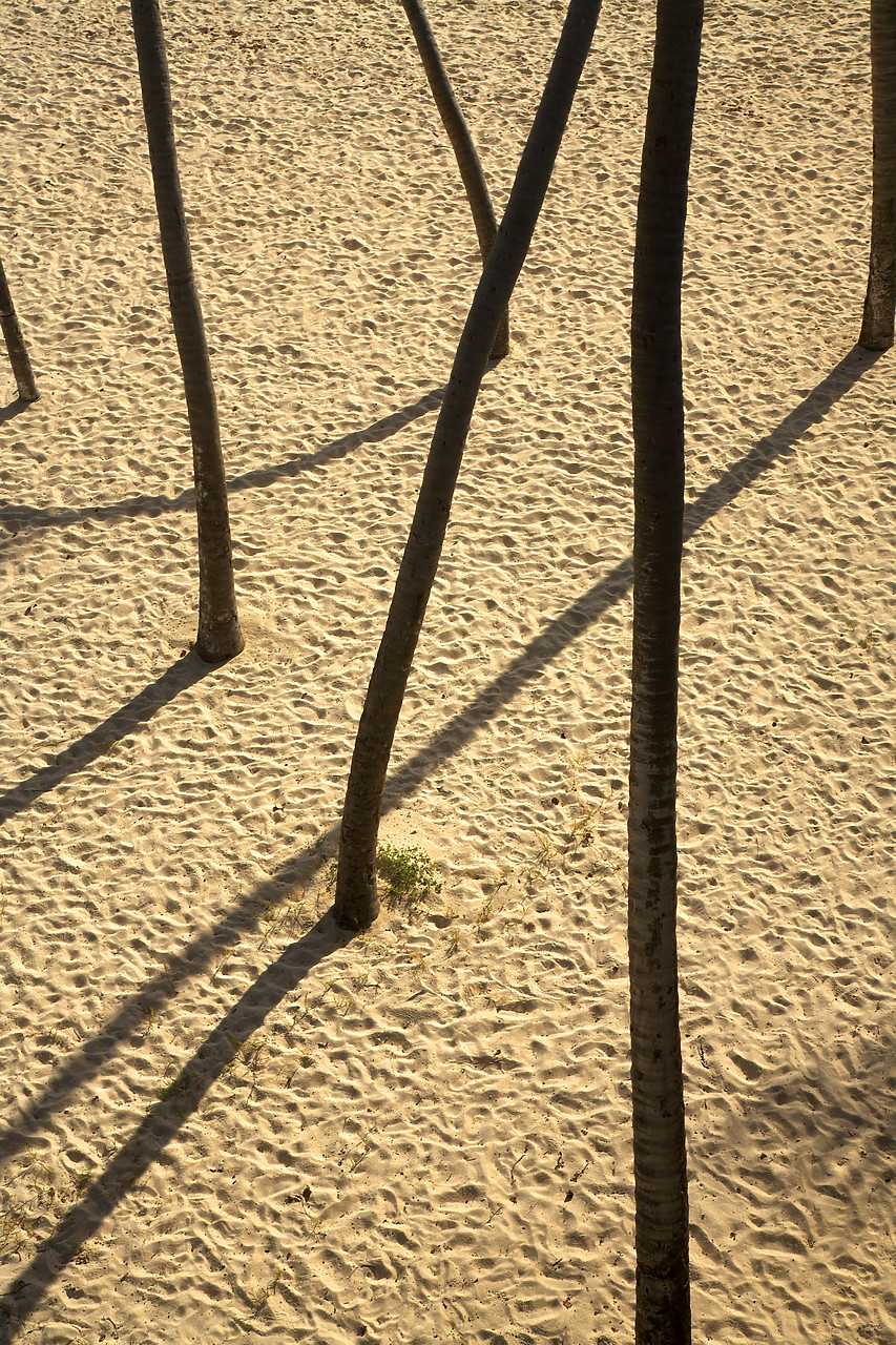 #060660-2 - Palm Tree Trunks and Shadows, Bottom Bay, Barbados, West Indies