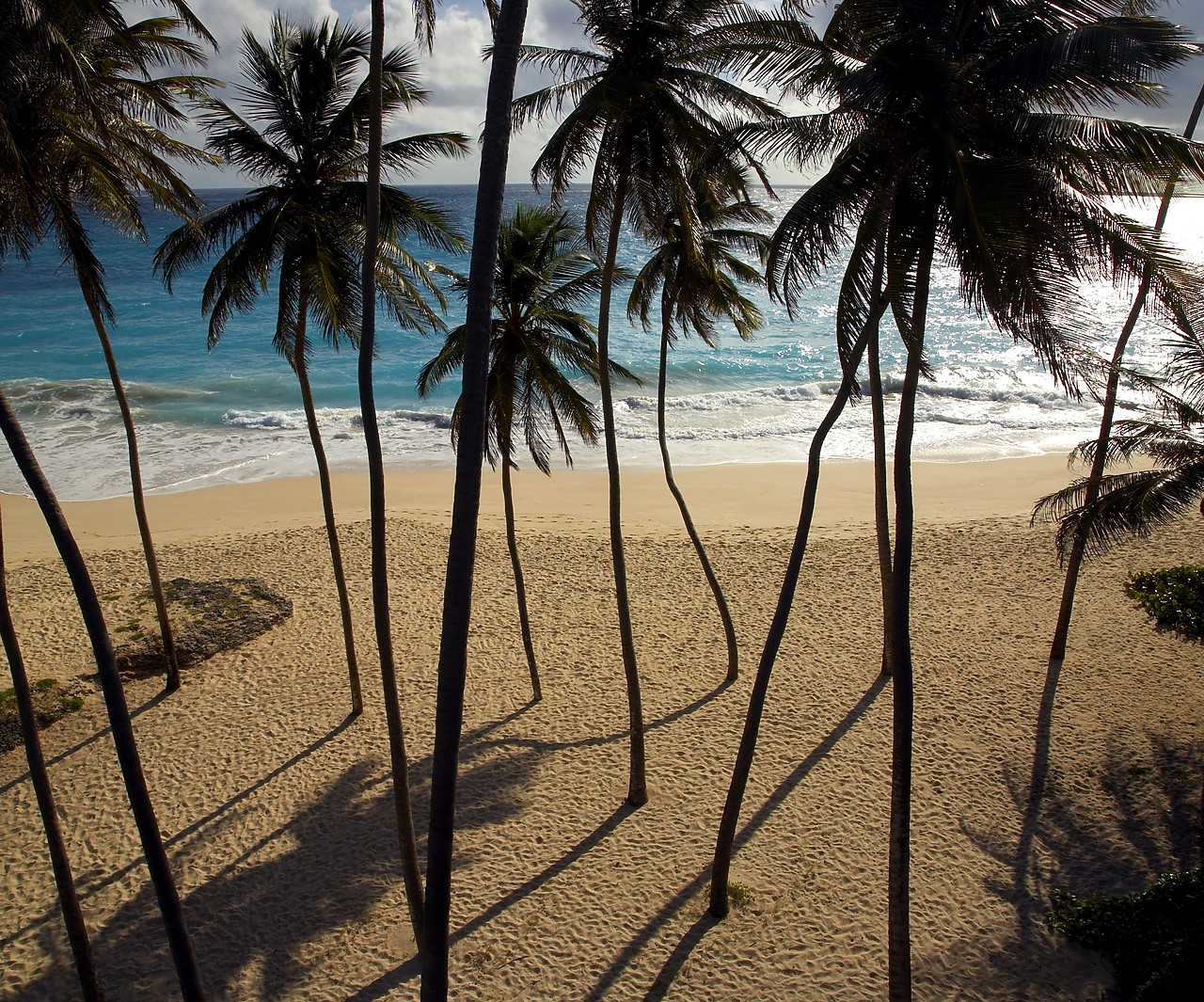 #060661-1 - Palm Trees, Bottom Bay, Barbados, West Indies