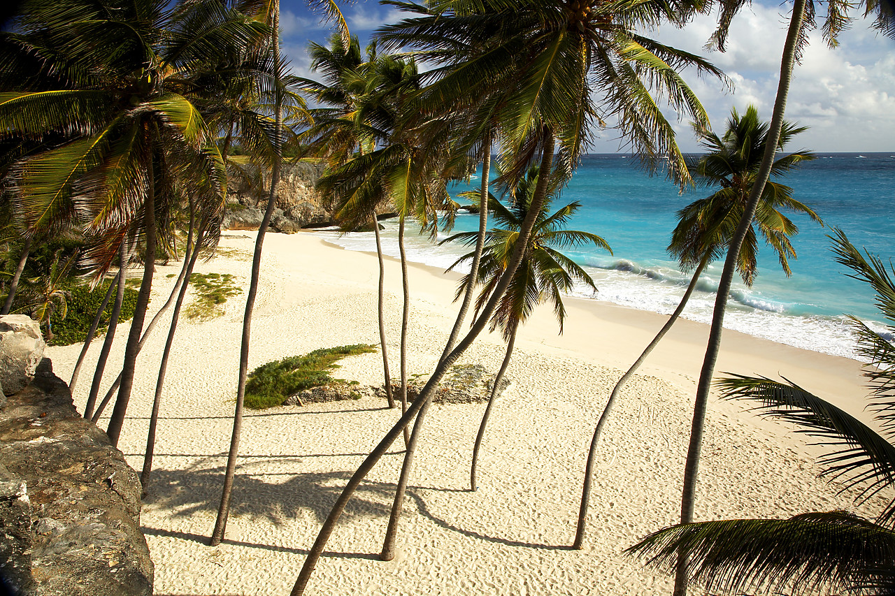 #060662-1 - Palm Trees, Bottom Bay, Barbados, West Indies