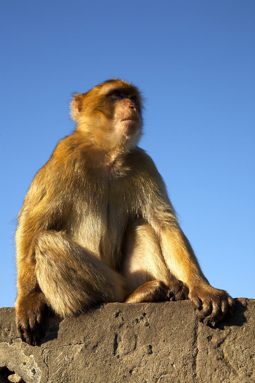 #060681-1 - Barbarian Ape, Gibraltar